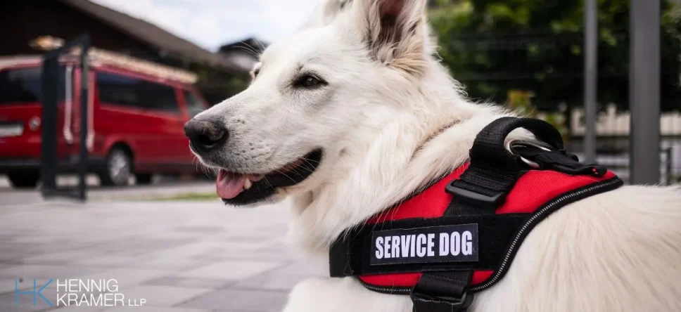 Service Animals at Workplace in California: Know Your Rights (2024)